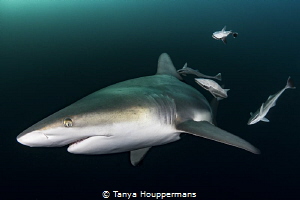 'Flyby' - A blacktip shark passes by with a group of remo... by Tanya Houppermans 